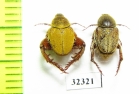 Hopliini sp., pair  South Africa Rep. - INSECTS-STORE.RU