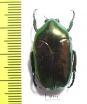 Thaumastopeus striatus  Indonesia, Java - INSECTS-STORE.RU
