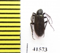 Meloidae sp.  South Africa Rep. - INSECTS-STORE.RU