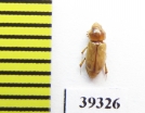 Didactylia pallicolor  Iran, Hormozgan prov. - INSECTS-STORE.RU