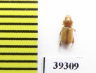 Didactylia pallicolor  Iran, Hormozgan prov. - INSECTS-STORE.RU