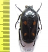 Clerota budda  Indonesia, Java - INSECTS-STORE.RU
