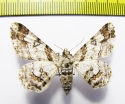 Geometridae sp.  Philippines - INSECTS-STORE.RU