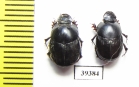 Onthophagus glasunovi  Uzbekistan - INSECTS-STORE.RU