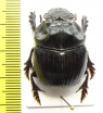 Dichotomius sp.  Peru - INSECTS-STORE.RU