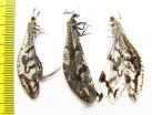 Myrmeleontidae sp., pair  Namibia - INSECTS-STORE.RU