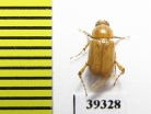 Schizonycha sp.  Iran, Sistan prov. - INSECTS-STORE.RU