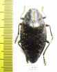 Polybothris navicularis  Madagascar - INSECTS-STORE.RU