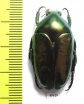 Thaumastopeus pugnator  Indonesia, Sumatra - INSECTS-STORE.RU