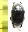 Macraspis morio  Peru - INSECTS-STORE.RU