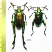 Sagra sp.  Indonesia, Sumba isl. - INSECTS-STORE.RU