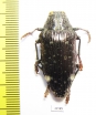 Polybothris luczoti  Madagascar - INSECTS-STORE.RU