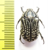 Rhabdotis sp.  Ethiopia - INSECTS-STORE.RU