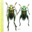Sagra sp.  Indonesia, Sumba isl. - INSECTS-STORE.RU