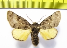 Xanthomantis cornelia  Russia, Far East - INSECTS-STORE.RU