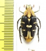 Coilodera nobilis  Indonesia, Sulawesi - INSECTS-STORE.RU
