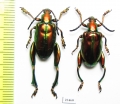 Sagra sp.  Indonesia, Sumba isl. - INSECTS-STORE.RU