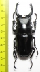 Odontolabis dalmanni celebensis  Indonesia, Peleng isl. 81mm - INSECTS-STORE.RU