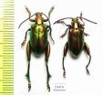 Sagra sp.  Indonesia, Flores isl. - INSECTS-STORE.RU