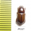 Aphodiinae sp.  Zambia - INSECTS-STORE.RU