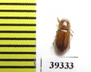 Aphodius klugi  Uzbekistan - INSECTS-STORE.RU