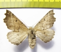 Noctuidae sp.  Russia, Far East - INSECTS-STORE.RU