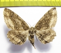 Jankowskia pseudathleta  Russia, Far East - INSECTS-STORE.RU