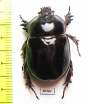 Dynastinae sp.  Mexico - INSECTS-STORE.RU