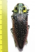 Lampropepla rothschildi  Madagascar  45mm - INSECTS-STORE.RU