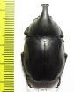 Xylotrupes pauliani  Malaysia - INSECTS-STORE.RU