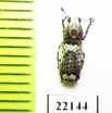 Anthribidae sp.  Namibia - INSECTS-STORE.RU