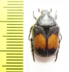 Gametis plagiata  Indonesia, Java - INSECTS-STORE.RU