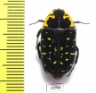 Euchroea ripheus  Madagascar - INSECTS-STORE.RU