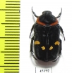 Glycyphana binotata  Indonesia, Sumatra - INSECTS-STORE.RU
