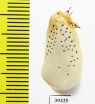 Homoptera sp.  Venezuela - INSECTS-STORE.RU
