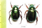 Rutelinae sp.  Laos - INSECTS-STORE.RU