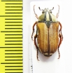 Gnathocera bilineata  Ghana - INSECTS-STORE.RU