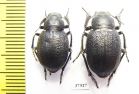 Sternoplax affinis  Kazakhstan - INSECTS-STORE.RU