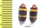 Homoptera sp.  Venezuela - INSECTS-STORE.RU