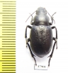 Sternoplax deplanata  Kazakhstan - INSECTS-STORE.RU
