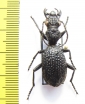 Anthia cavernosa  Tanzania - INSECTS-STORE.RU