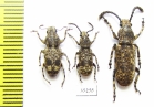 Anthribidae sp.  Indonesia, Kalimantan - INSECTS-STORE.RU