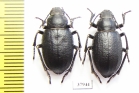 Sternoplax sp.  Kazakhstan - INSECTS-STORE.RU