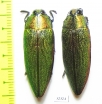 Steraspis sp.  Tanzania - INSECTS-STORE.RU