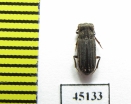 Aphodiinae sp.  Indonesia, Papua - INSECTS-STORE.RU