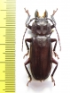 Mallodon chevrolatii ?  Panama - INSECTS-STORE.RU