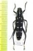 Macroglenea venus  Indonesia, Buru isl. - INSECTS-STORE.RU