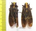 Homoptera sp.  Venezuela - INSECTS-STORE.RU