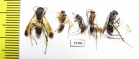 Hymenoptera sp.  Malaysia, Borneo - INSECTS-STORE.RU