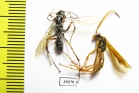 Hymenoptera sp.  Malaysia, Borneo - INSECTS-STORE.RU